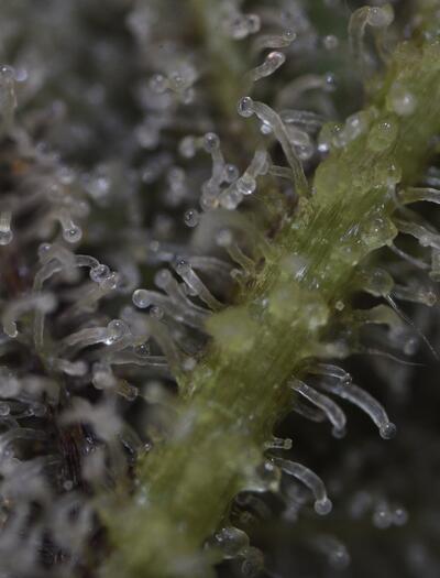 Top Tips on Harvesting Cannabis Plants