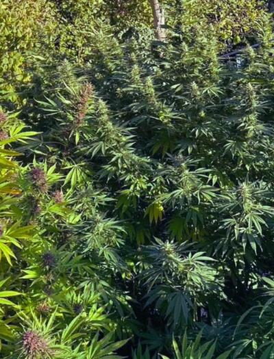 Congo, OG Kush i Lemon Tree. 