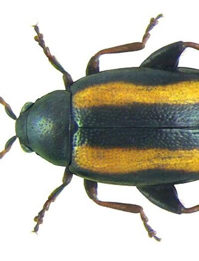 L’altise : comprendre ce ravageur opportuniste 