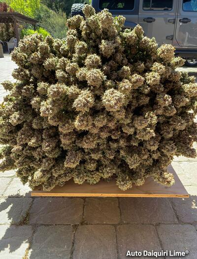 Cogollos de marihuana secos