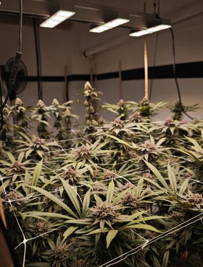 Automatisierung im Growzelt – Lohnt sich das?