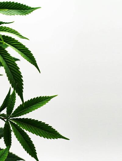 Von der BLE genehmigten Forschungsprojekte drehen sich um Anbau von Nutzhanf sowie Cannabissorten und deren Eigenschaften.