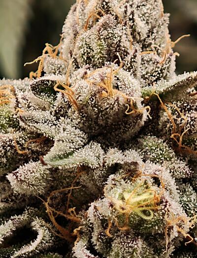 Bayern blockiert erneut Cannabis-Ausgabe