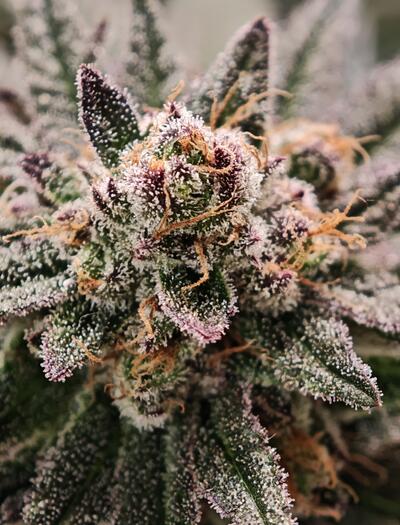 Bio oder mineralisch - Düngerwahl beim Cannabis-Grow