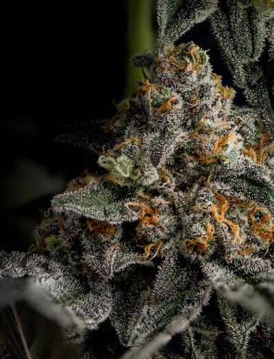 CBD: ¿Veneno metabólico contra plagas?