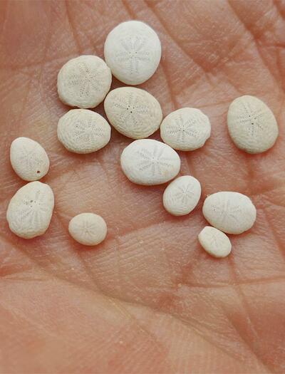 CBD gegen Meth-Sucht: Studie zeigt Wirkung auf Suchtgedächtnis