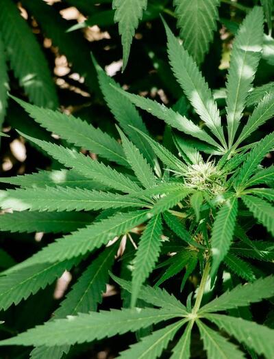 CBD