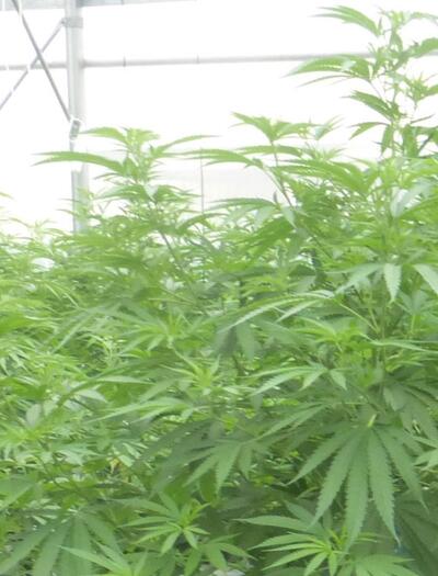 Les producteurs de chanvre bien-être se mobilisent contre le gouvernement 