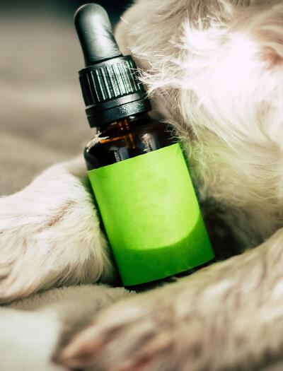 CBD reduziert Tumorwachstum bei Hunden