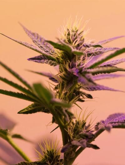 Erfahre alles über die medizinische Wirkung von CBG bei Glaukom, Entzündungen und gegen den Krebs.