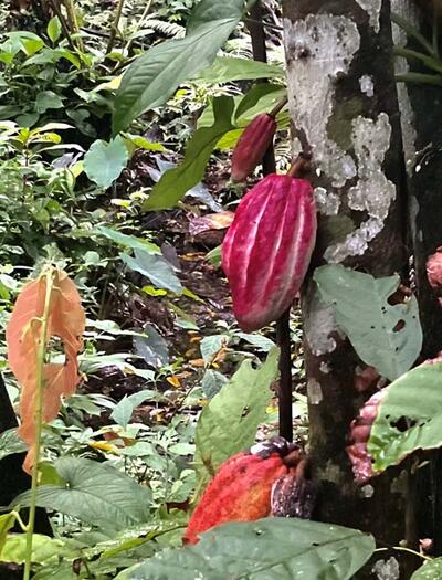 L’autre plante du mois : le Cacaoyer