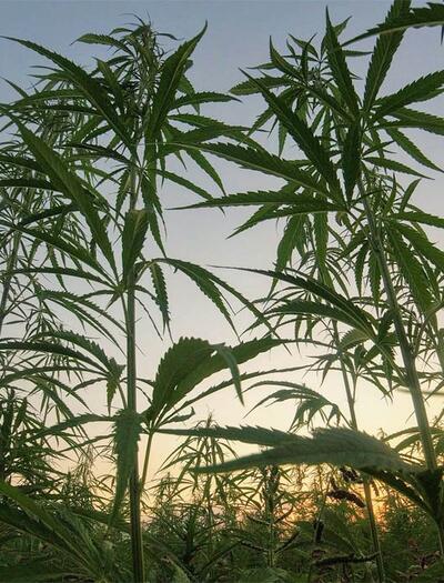Razzia Einwanderungsbehörde Cannabisfarm Kalifornien
