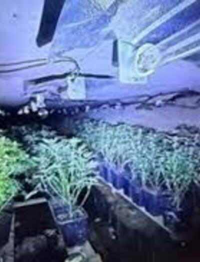 More than 240 cannabis plants were found growing in a drainage culvert located beneath the busy M1 motorway, near the village of Watford in Northamptonshire