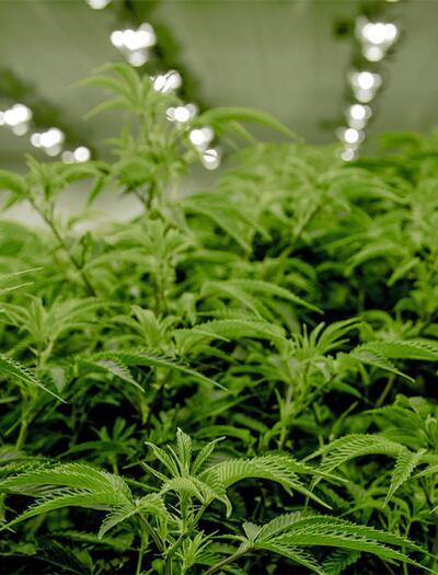 Viele Länder bauen ihre eigenen Industrien für medizinisches Cannabis auf, die meisten von ihnen für den Exportsektor.