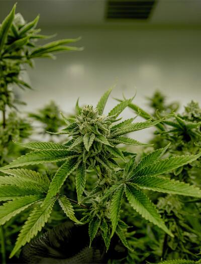 Die SPD hat nicht vor, die Pläne von Gesundheitsministerin Warken zur Änderung des Cannabisgesetzes zu unterstützen.