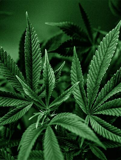 Studien haben nach der Legalisierung von Cannabis für Erwachsene keinen Anstieg des Konsums bei Jugendlichen festgestellt.