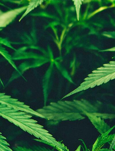 Wie lange bleibt THC im Blut, Urin und Speichel nachweisbar? Alles zu Abbauzeiten, Drogentests und den aktuellen Grenzwerten.