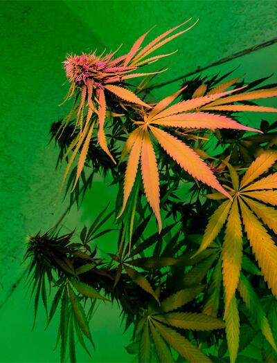 Blätter verfärbt? Erfahre, wie du Nährstoffmangel, Wurzelfäule und Schädlinge bei Cannabis erkennst und behebst.