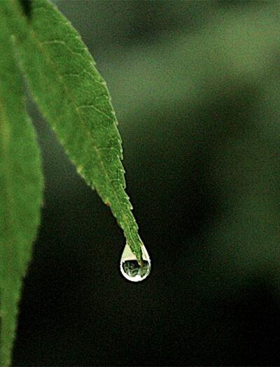 Warum der pH-Wert über den Ertrag beim Cannabis-Anbau entscheidet. Tipps zum Messen, Anpassen und Optimieren.