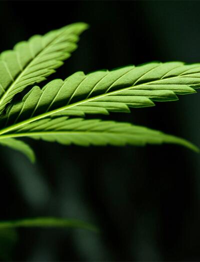 Neue Forschungen in Südafrika zeigen, warum Cannabisblätter nützliche Verbindungen enthalten können.