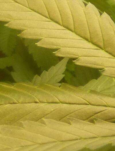 Appel à témoins : enquête sur le cannabis et Parkinso