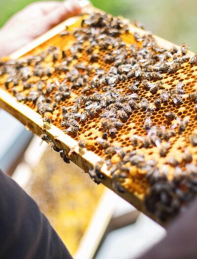 Cannabis als neuer Hoffnungsträger für den Bienenschutz