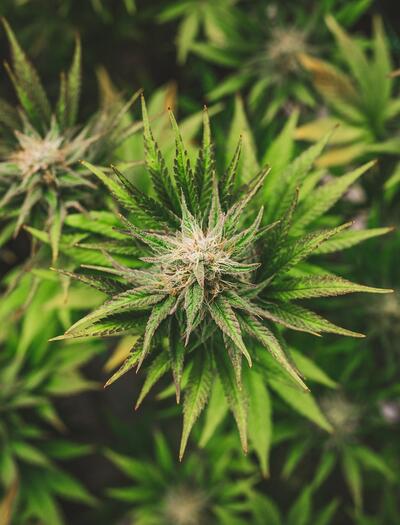 Cannabis und Essstörungen: Risiko oder Heilmittel?