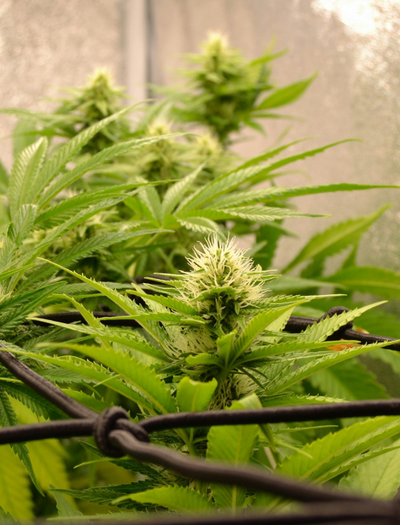 Common Cannabis Growing Mistakes Beginners Make