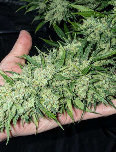 Variedades de cannabis resistentes a botrytis