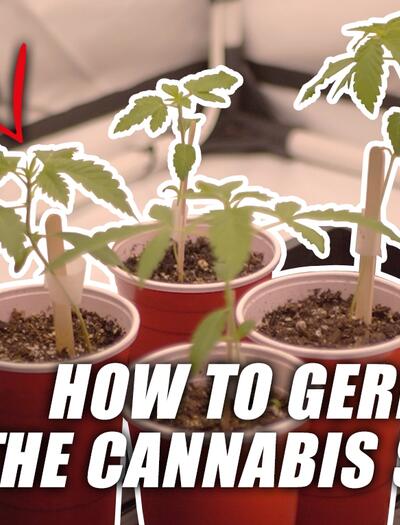 How to grow 4: Die Samen zum Keimen bringen
