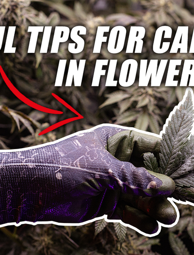 8 Ways To Grow The Best Tasting Cannabis Buds