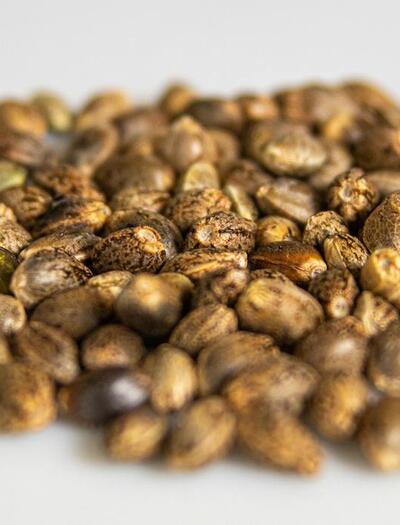 Color, brillo y forma de la semilla viable de cannabis.