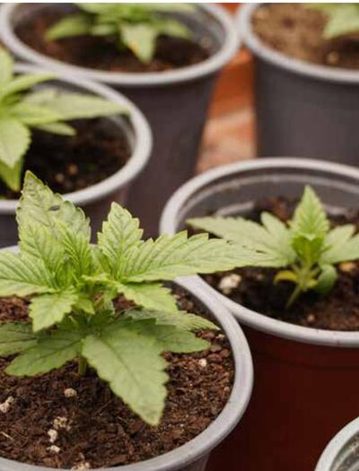 De nouveaux composés soufrés dans le profil aromatique du cannabis