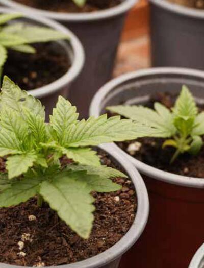 De nouveaux composés soufrés dans le profil aromatique du cannabis