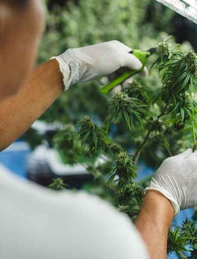Super Cropping Cannabis