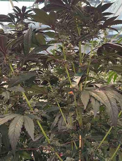 Comemnt cultiver la variété Sour Strawberry ?