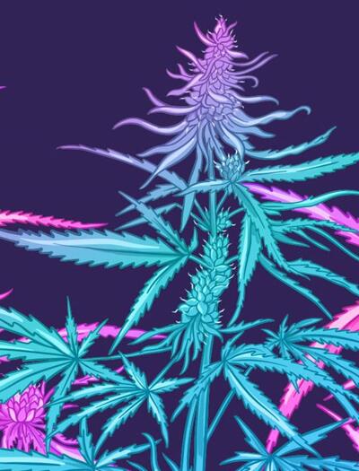 Soft Secrets Selection Novembre 2025