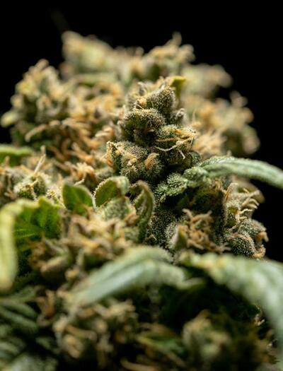 Critical: příběh odrůdy konopí, která se zapsala do dějin