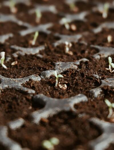 ¿Cómo Germinar una Semilla de Marihuana?