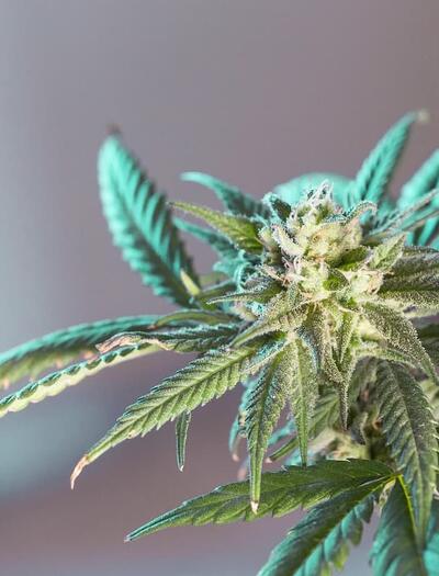 The DOJ has reversed prior guidance and now directs U.S. Attorneys to rigorously prosecute simple marijuana possession on federal property. Get details here. 