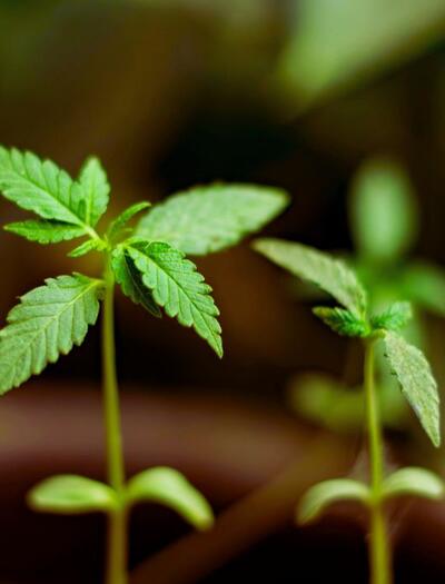 Delta-8 THC może spowalniać metabolizm nikotyny