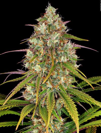 Die Ursprünge der Haze