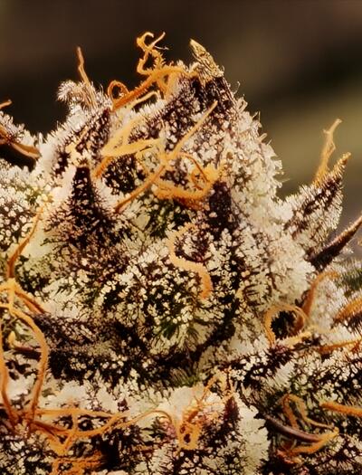 Die erste vollständige CSC‑Liste - Transparenz dank DHV