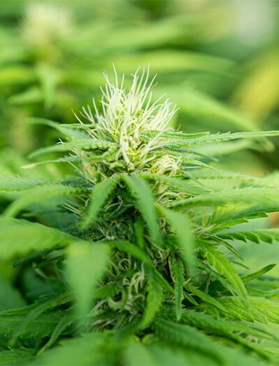 EKOCAN-Studie mit gemischter Bilanz: Cannabisgesetz muss nachbessern 