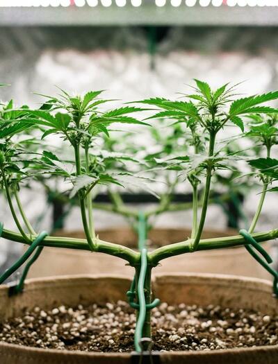 planta de marihuana con técnica de entrenamiento 