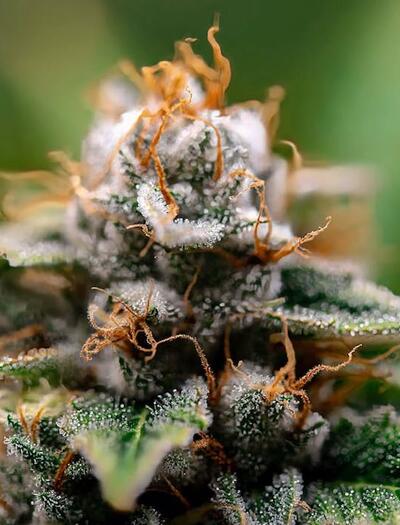 ¿Cómo cuidar a la marihuana del calor del verano?