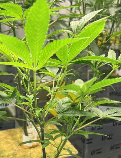 Comment un professionnel cultive à Koh Samui : « La qualité ne se résume pas à 30 % de THC »