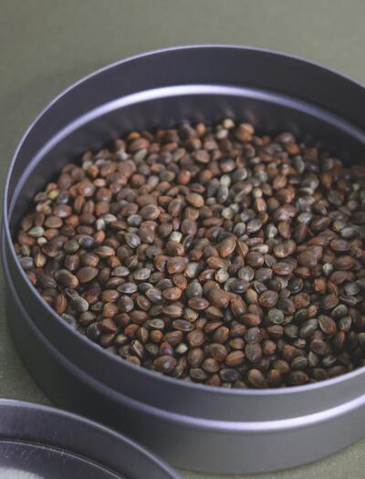 Feminizovaná semena – jak si „vyrobit“ vlastní