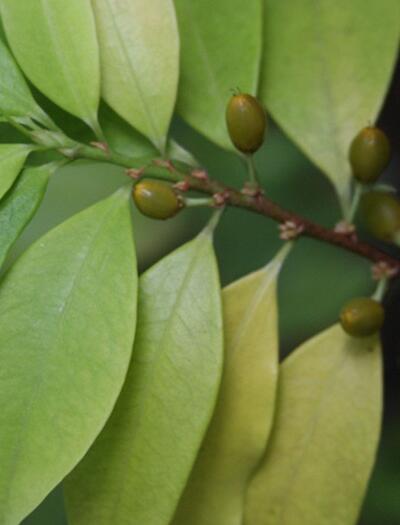 Le marché de la cocaïne dépasserait celui du cannabis