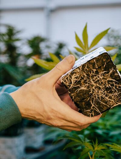 Podziemny sukces – fundament imponujących plonów